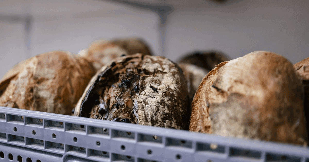Freshly baked rustic bread loaves in a grey delivery crate