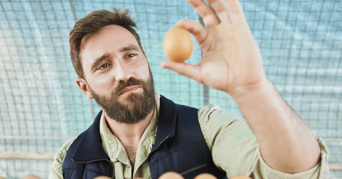 Farmer inspecting a chicken egg for quality on a poultry farm