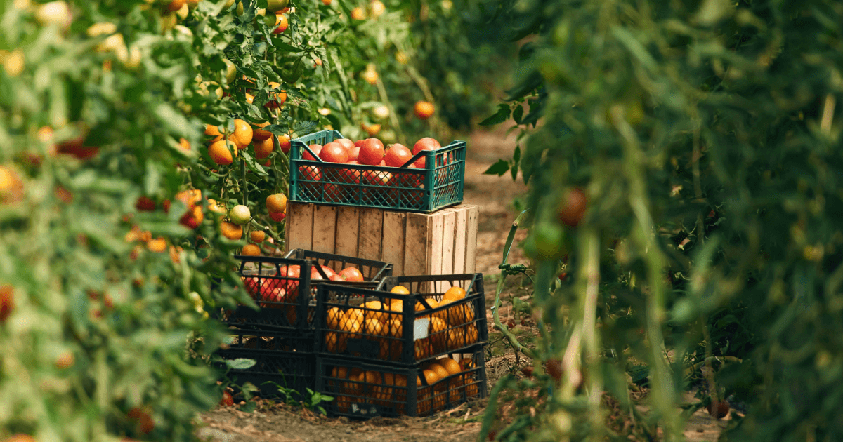 Growing process garden with fresh tomatoes at daytime