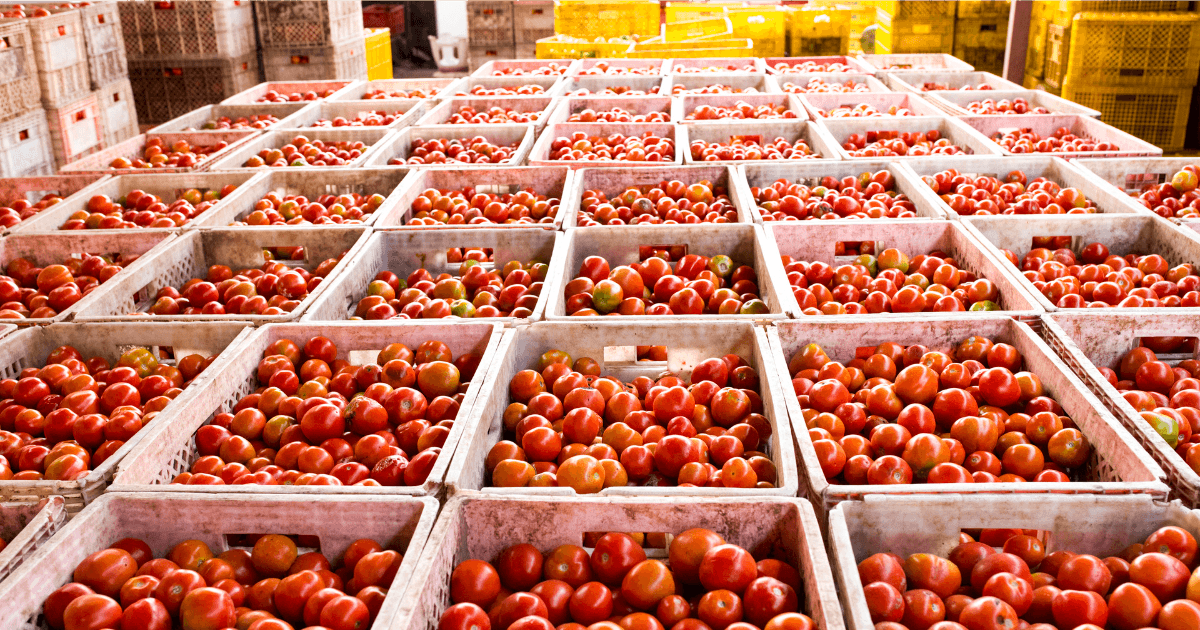 Crates of fresh tomatoes stacked in a wholesale warehouse