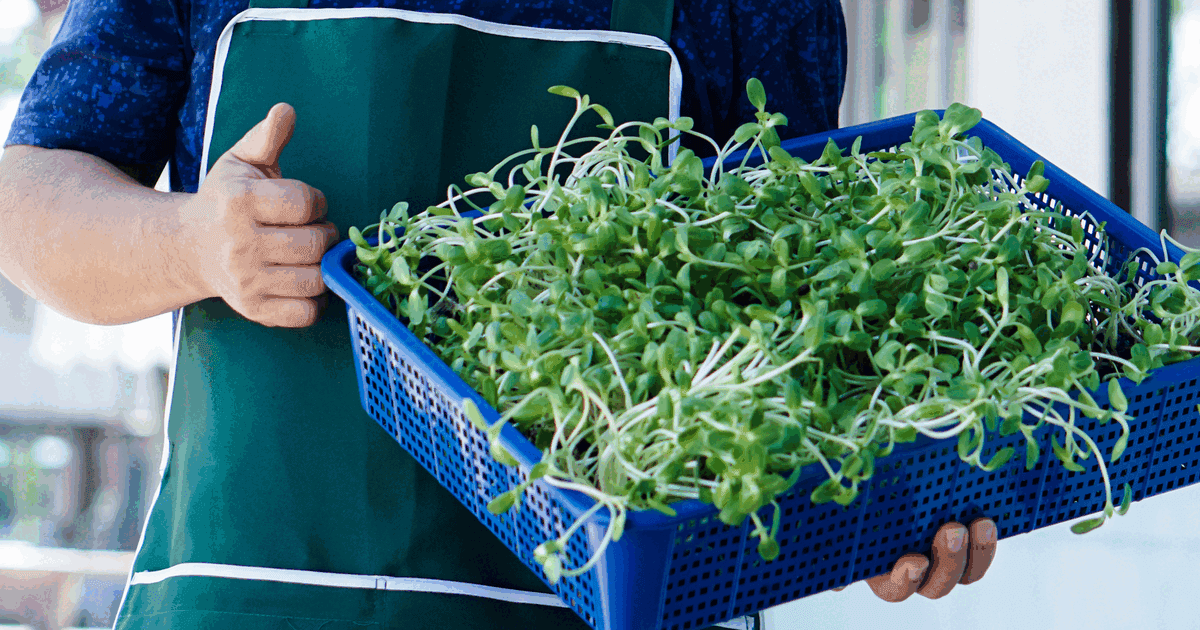 Grower in an apron holding a tray of fresh sunflower microgreens